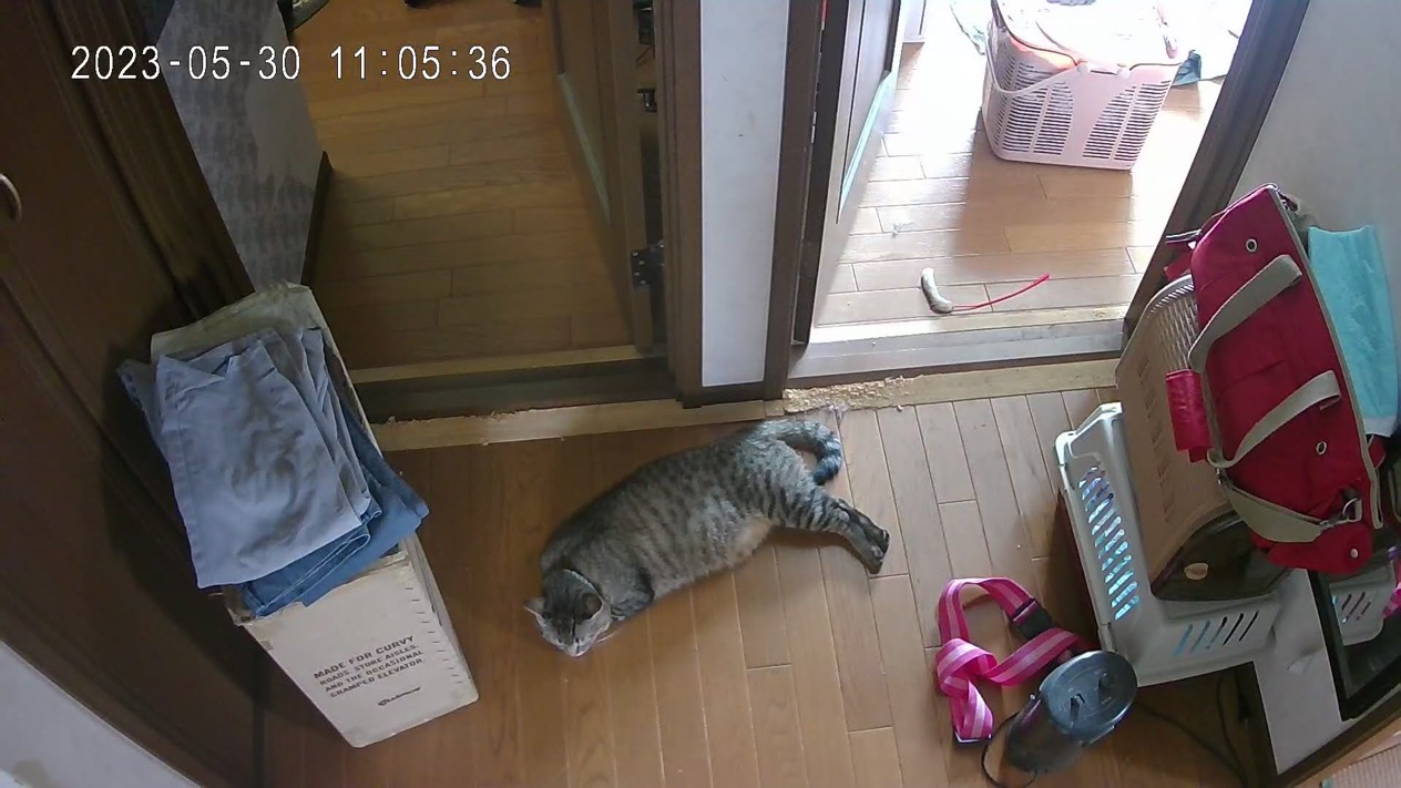 SwitchBot見守りカメラで猫を見守り